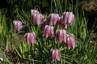 Fritillaria Meleagris