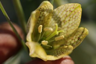 Fritillaria Thunbergii