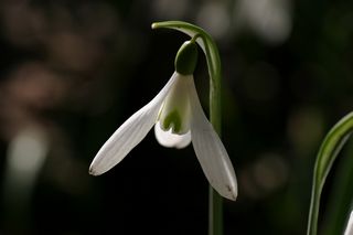 Galanthus Atkinsiae