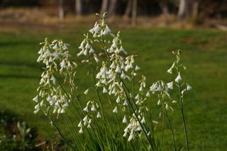 Galtonia Candicans