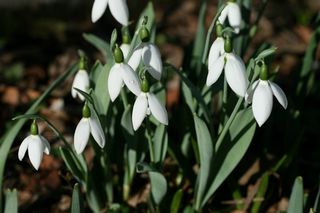 Galanthus Elwesii