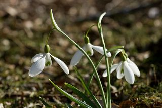 Galanthus Magnet