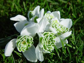 Galanthus Plicatus Plenus
