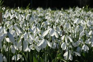Galanthus S. Arnott