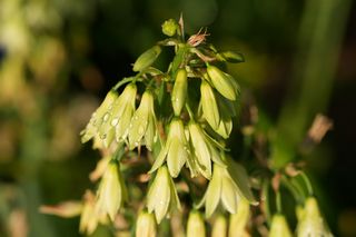 Galtonia Viridiflora