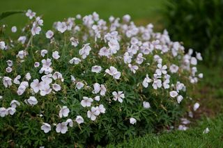 Geranium  Kashmir White