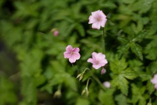 Geranium Endressii