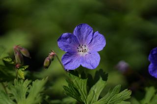 Geranium Grandiflora