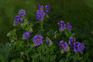 Geranium Ibericum