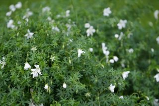Geranium Maculatum Album