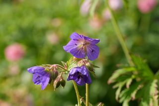 Geranium Pratense