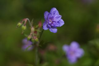 Geranium  Azure Skies