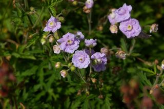 Geranium  Summer Skies