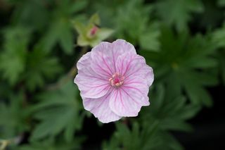 Geranium Sanguineum Striatum