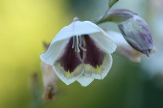 Gladiolus  Purpureo Auratus