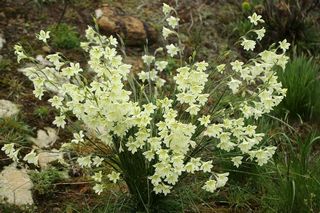 Gladiolus Tristis