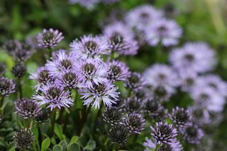 Globularia Repens
