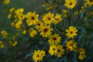 Helianthus Angustifolius