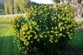 Helianthus Lemon Queen
