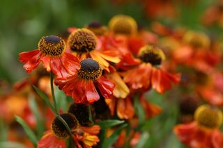 Helenium Red Wonder