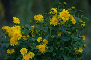 Heliopsis Scabra