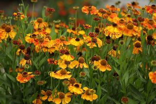 Helenium Wolstrand