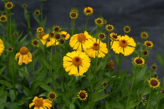Helenium Yellow Bird
