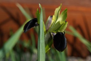 Hemerodactylus Tuberosa 