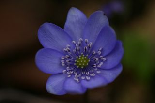 Hepatica Blue