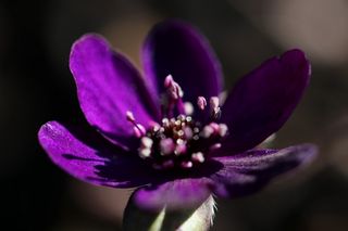 Hepatica Purple