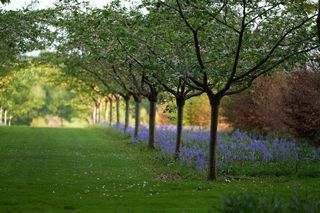Hyacinthoides Blue