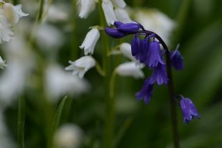 Hyacinthoides Darkest Blue