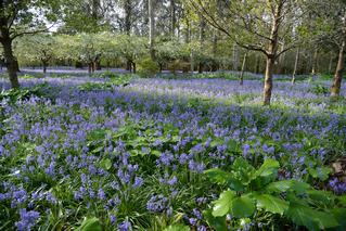 Hyacinthoides Dry Bulbs