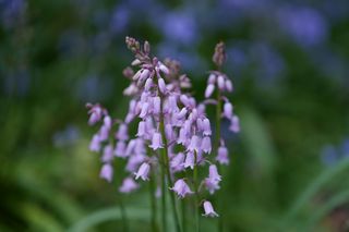 Hyacinthoides Pink