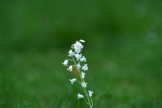 Hyacinthoides White