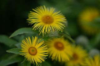 Inula Orientalis