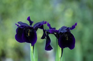 Iris Chrysographes Black