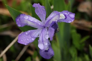 Iris Cristata Blue