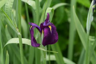 Iris Ensata Variegata 