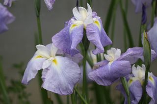 Iris Higo Butterfly Prince