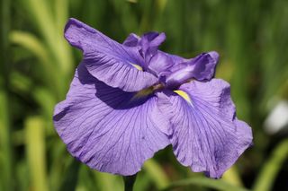 Iris Higo Distant Echo
