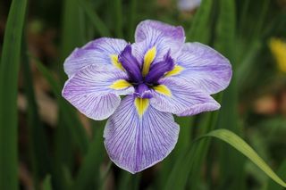 Iris Higo Geisha Girl