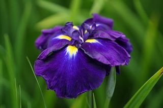 Iris Higo Glamour