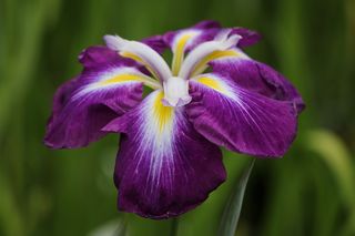 Iris Higo Inspiration