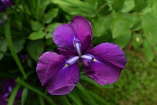 Iris Higo Komurasaki
