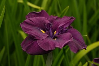 Iris Higo Plum One