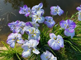 Iris Higo Ringo Otama