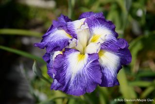 Iris Higo Ruri Ogi