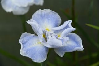 Iris Higo Sea Fury