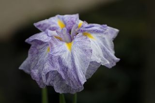 Iris Higo Shikingo